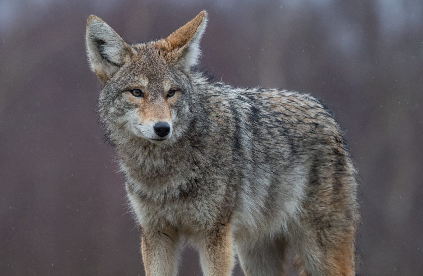 Coyote Species Animals Happen Wildlife Control