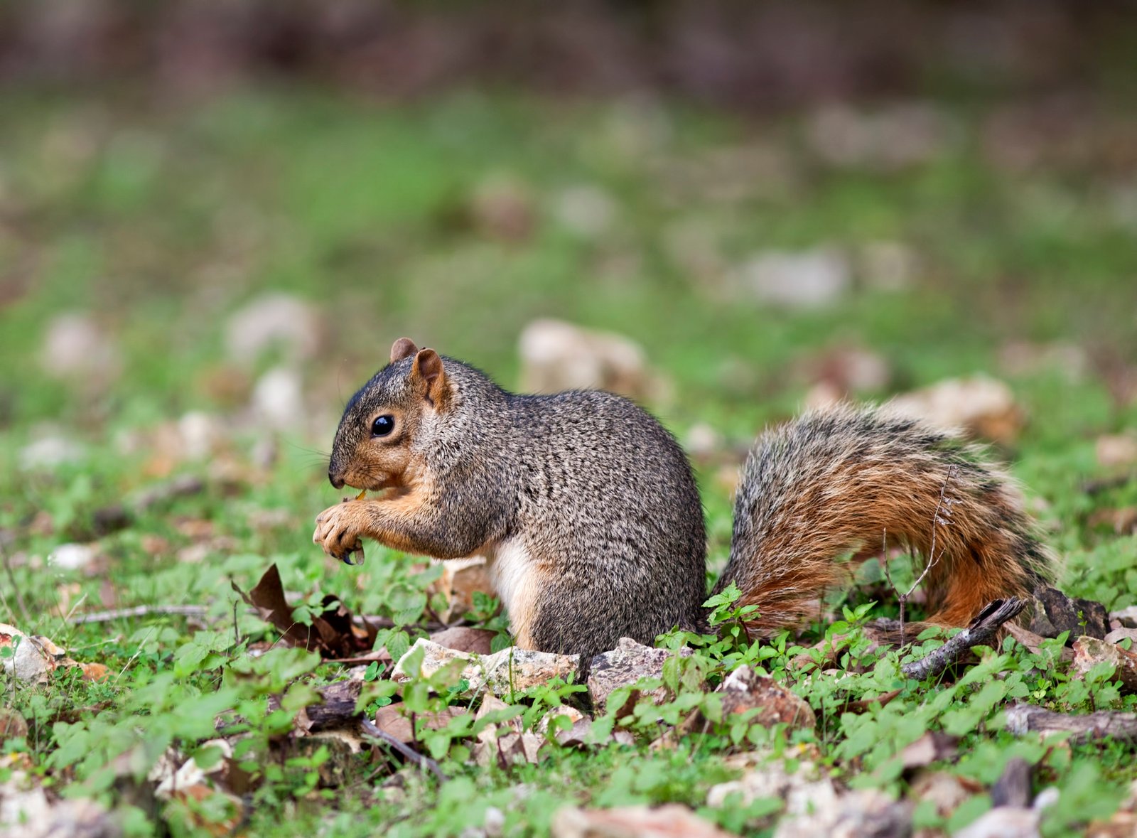 Photo of fox squirrel eating nuts