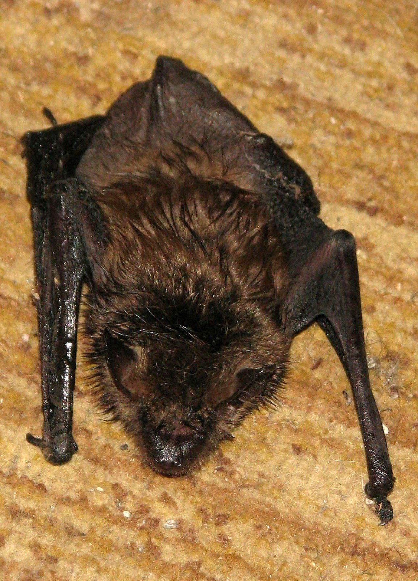 Little Brown Myotis Animals Happen Wildlife Control   Little Brown Bat 1543474 1920 