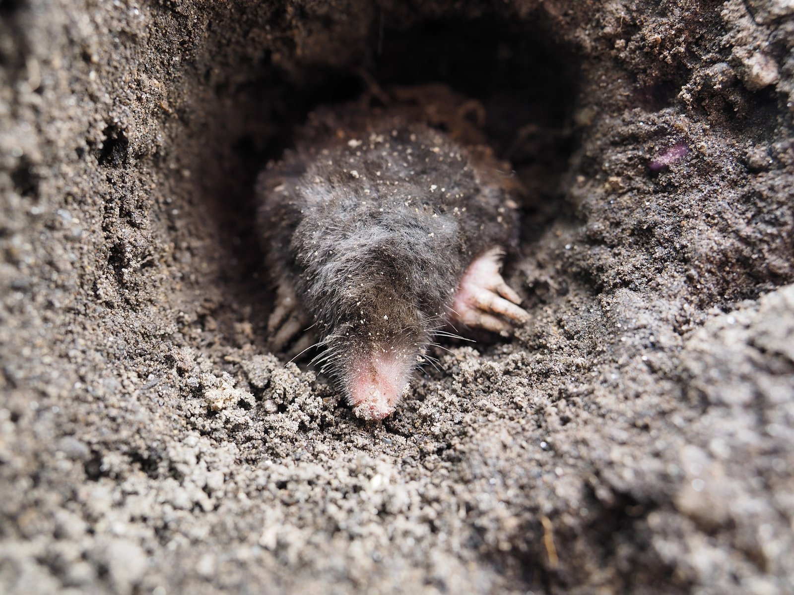Photograph of a tunneling mole