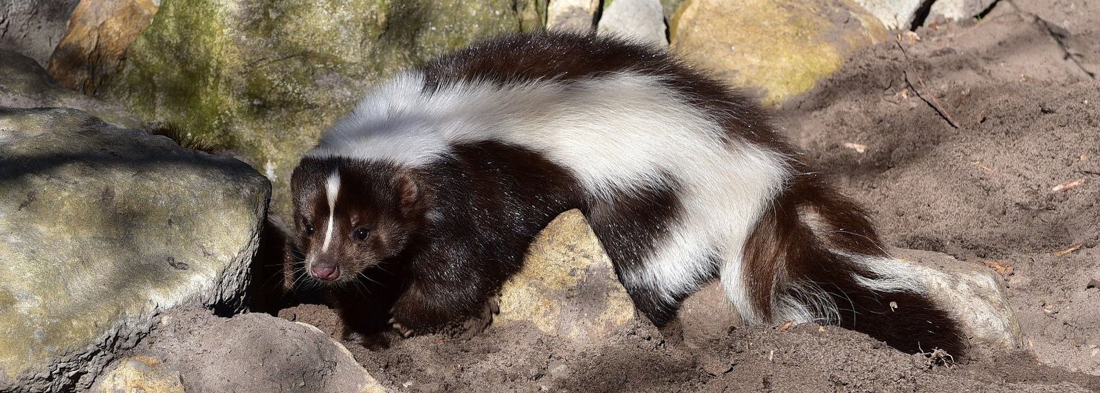 Photo of striped skunk foraging on rocks