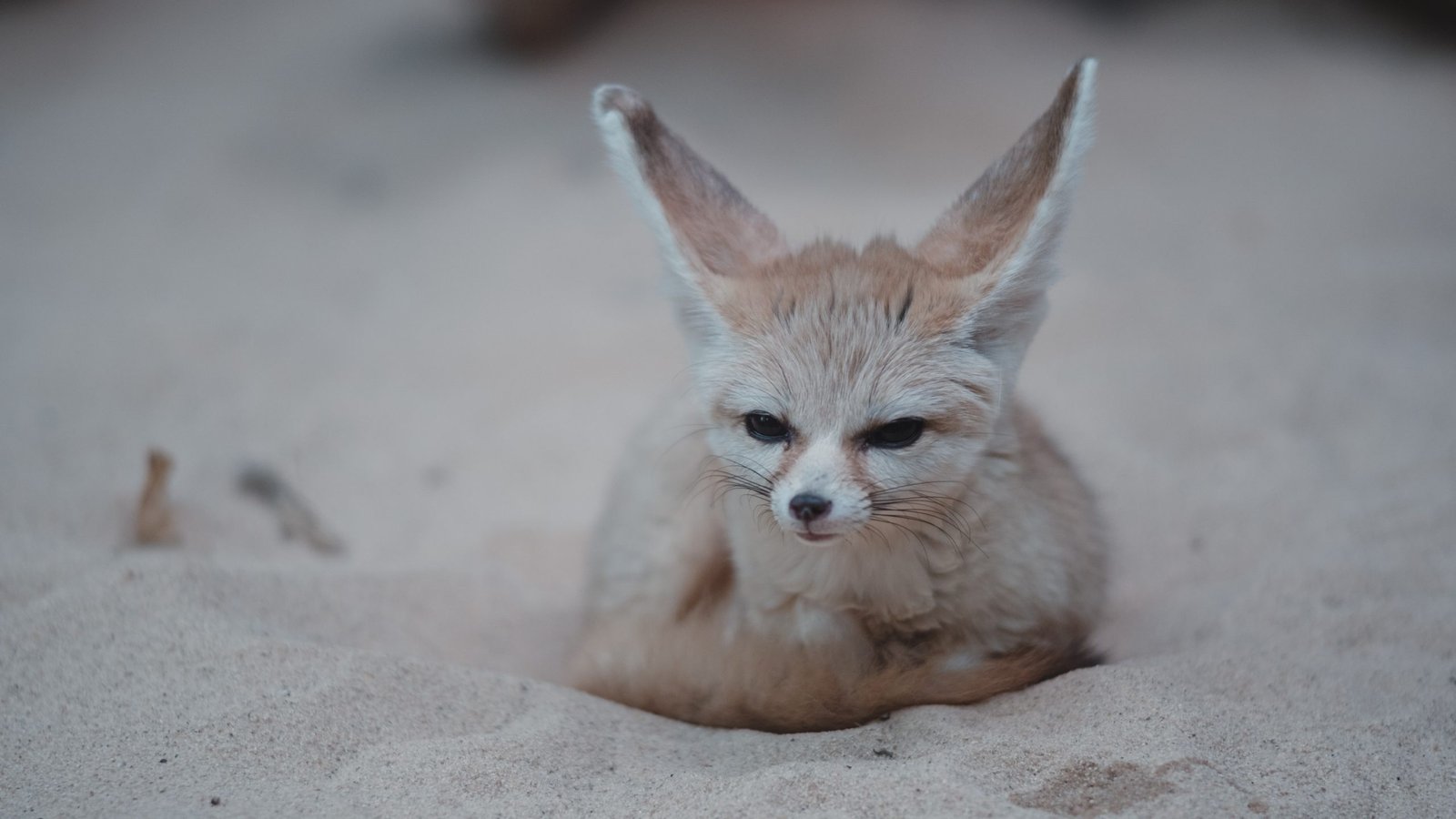 Kit Fox Big Bend National Park at Harold Brown blog