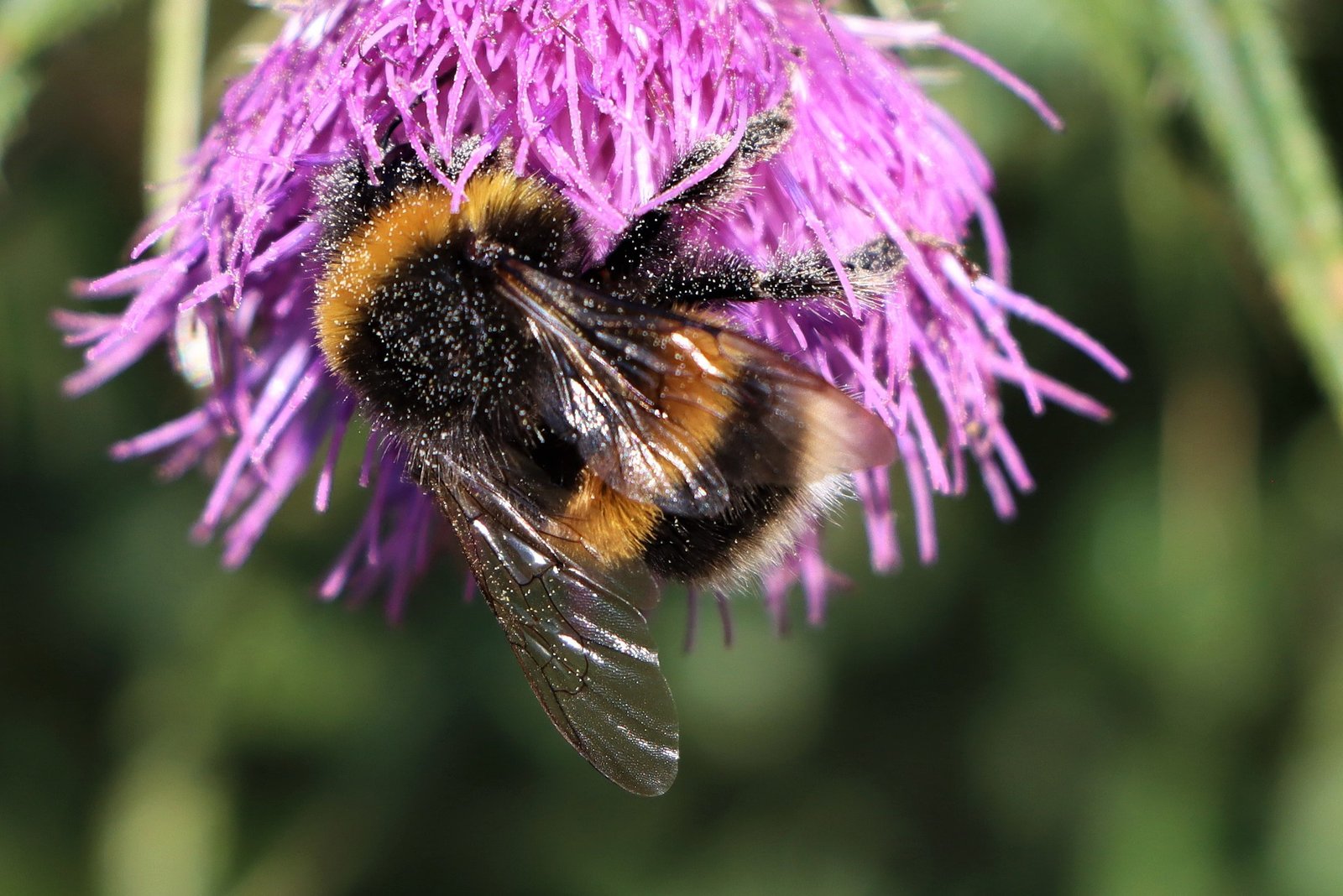 Крылья шмеля какие. Шмель Моховой – Bombus muscorum (Fabricius, 1775).. Bombus terrestris. Шмель опыляет Клевер. Bombus terrestris Рой.