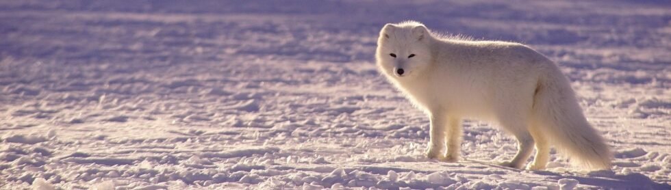 Arctic Fox | Animals Happen Wildlife Control