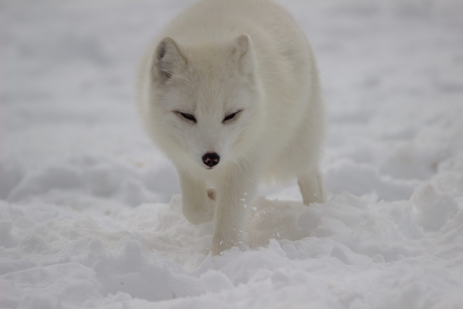 White Arctic Fox Scaled 