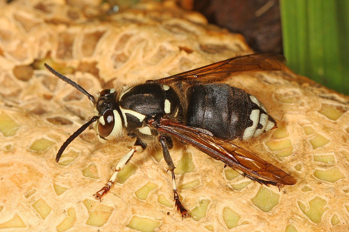 Photograph of bald faced hornet