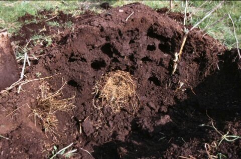 Does My Lawn Have Moles Animals Happen Wildlife Control   Mole Tunnels 480x317 