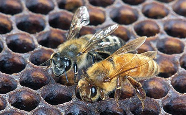 africanized honey bee