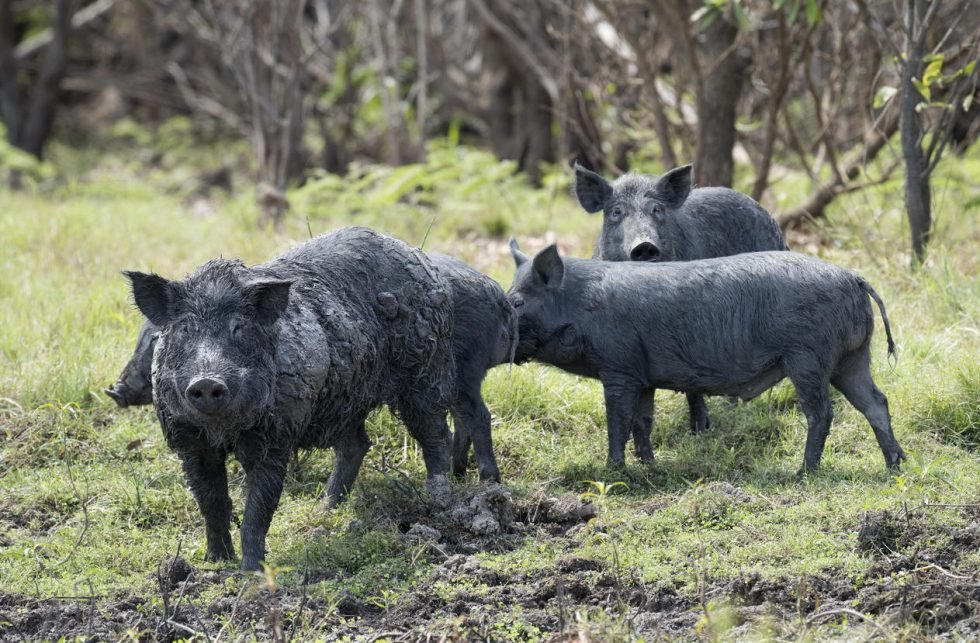 feral-hog-animals-happen-wildlife-control