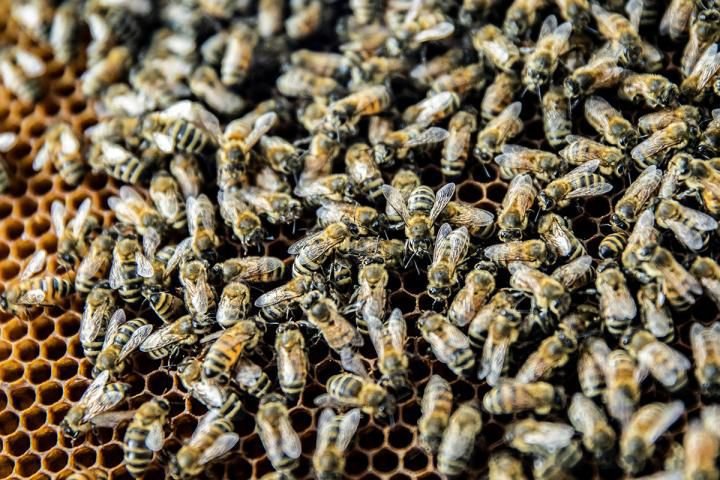 Photo of honey bee colony