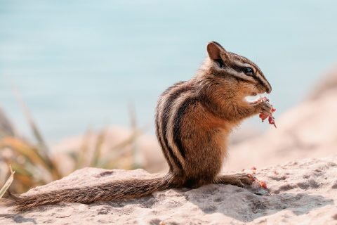 🐿️ Chipmunk | Animals Happen Wildlife Control