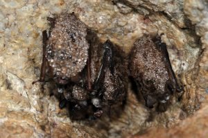 Image of roosting bats infected with wns