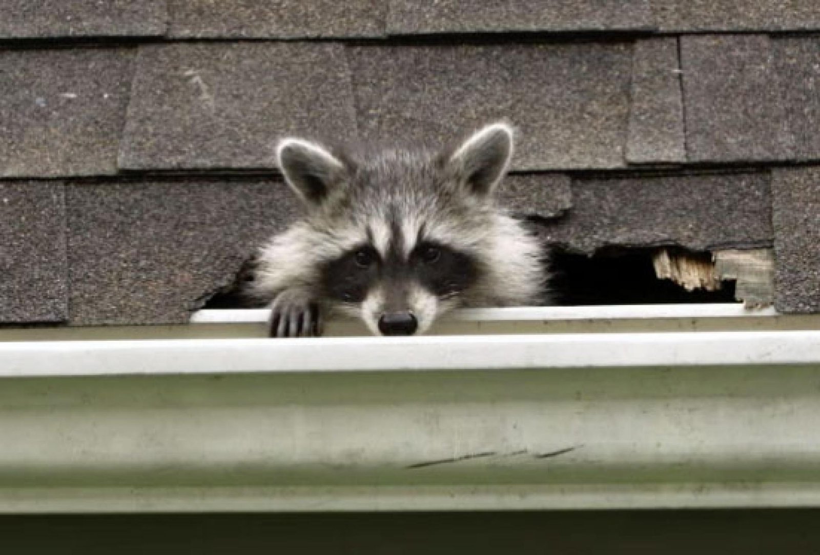 Photo of raccoon that has invaded an attic