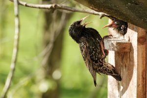 Image of eurpean starling feeding its offspring