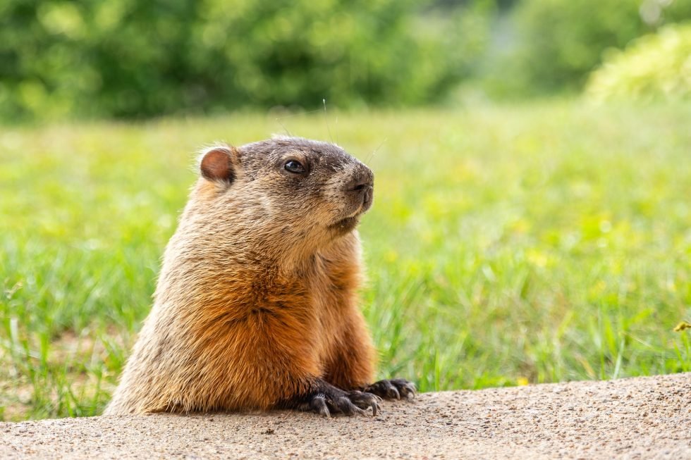 Groundhogs Animals Happen Wildlife Control