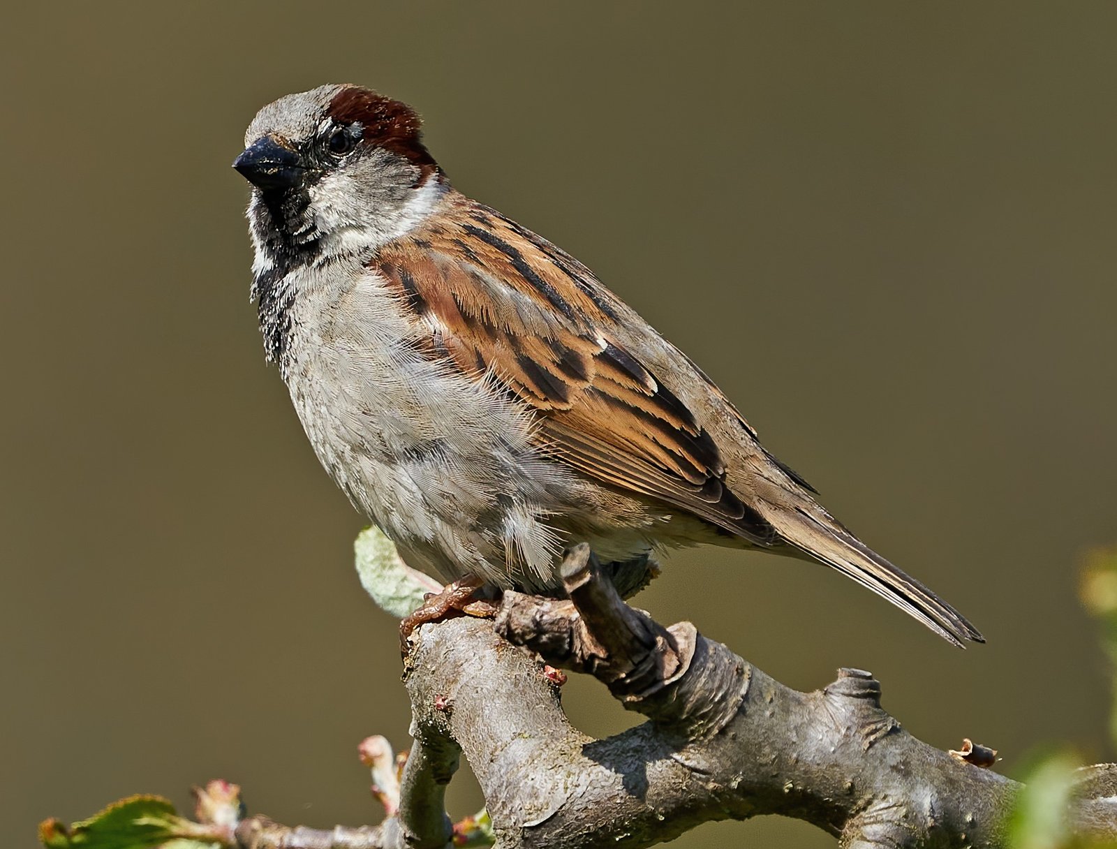 Picture of house sparrow in forest 