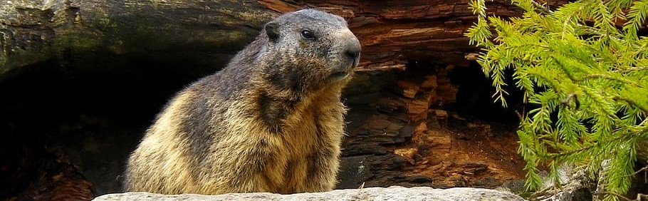 Picture of groundhog in forest 
