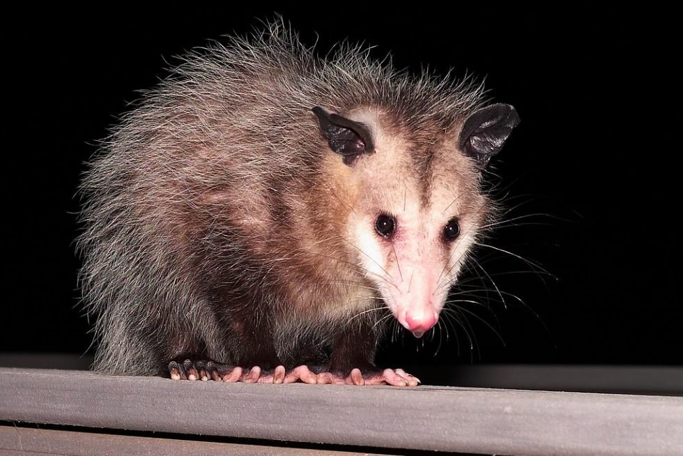 Opossum | Animals Happen Wildlife Control