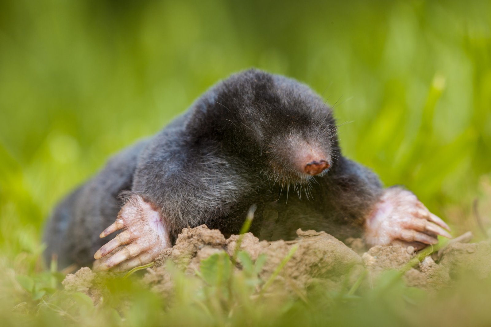 image of wild mole begging to dig