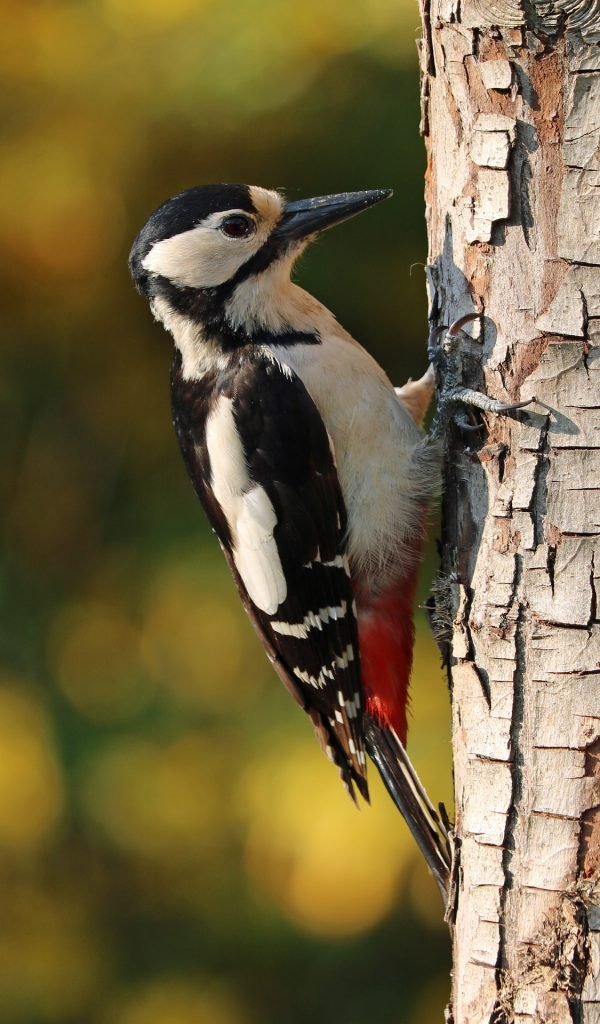 Image of woodpecker pecking forest tree