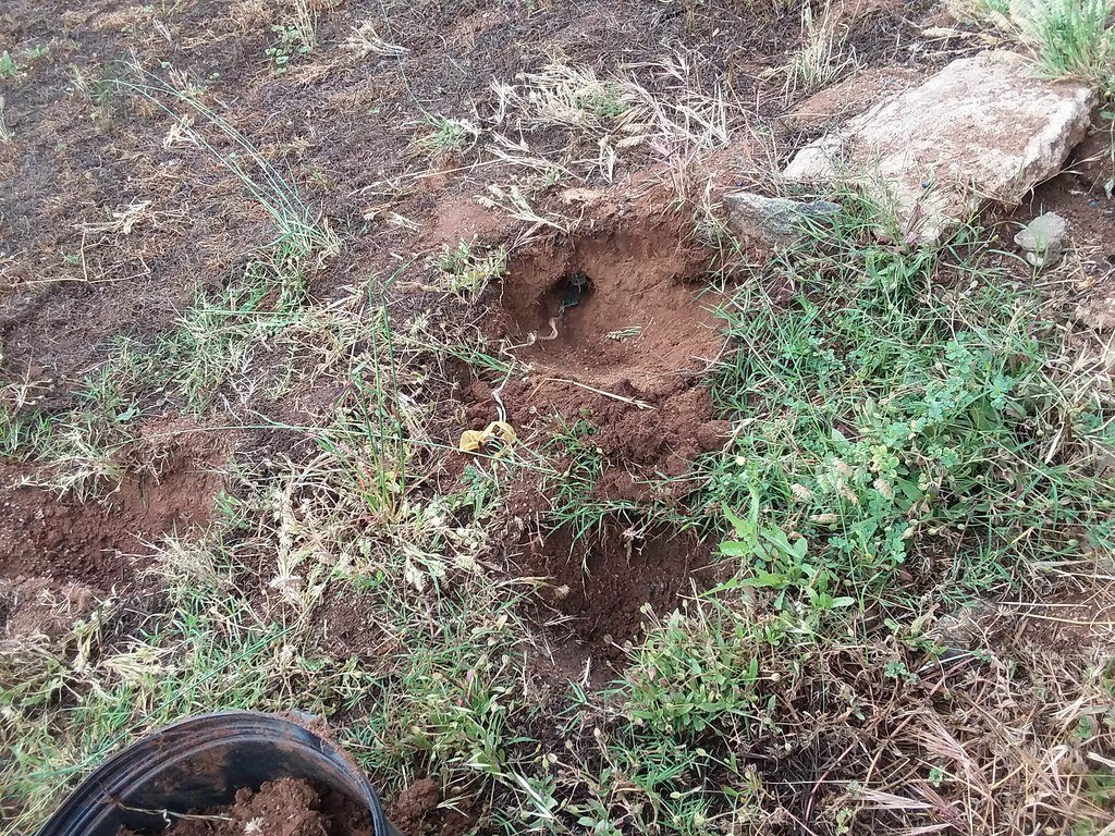 Identifying Animal Holes In Yard