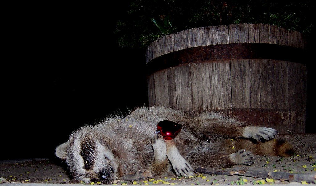 Picture of raccoon dead in backyard